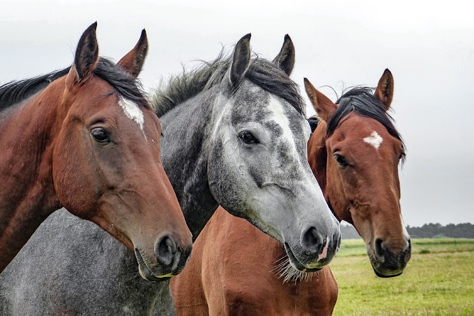  Los caballos más caros del mundo